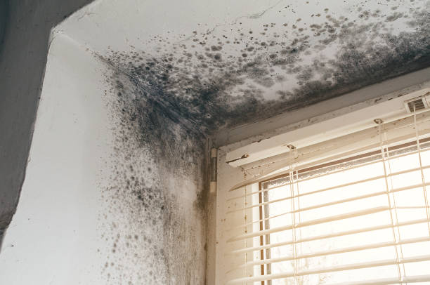 Affordable Mold Cleanup solutions in Middleton, MA